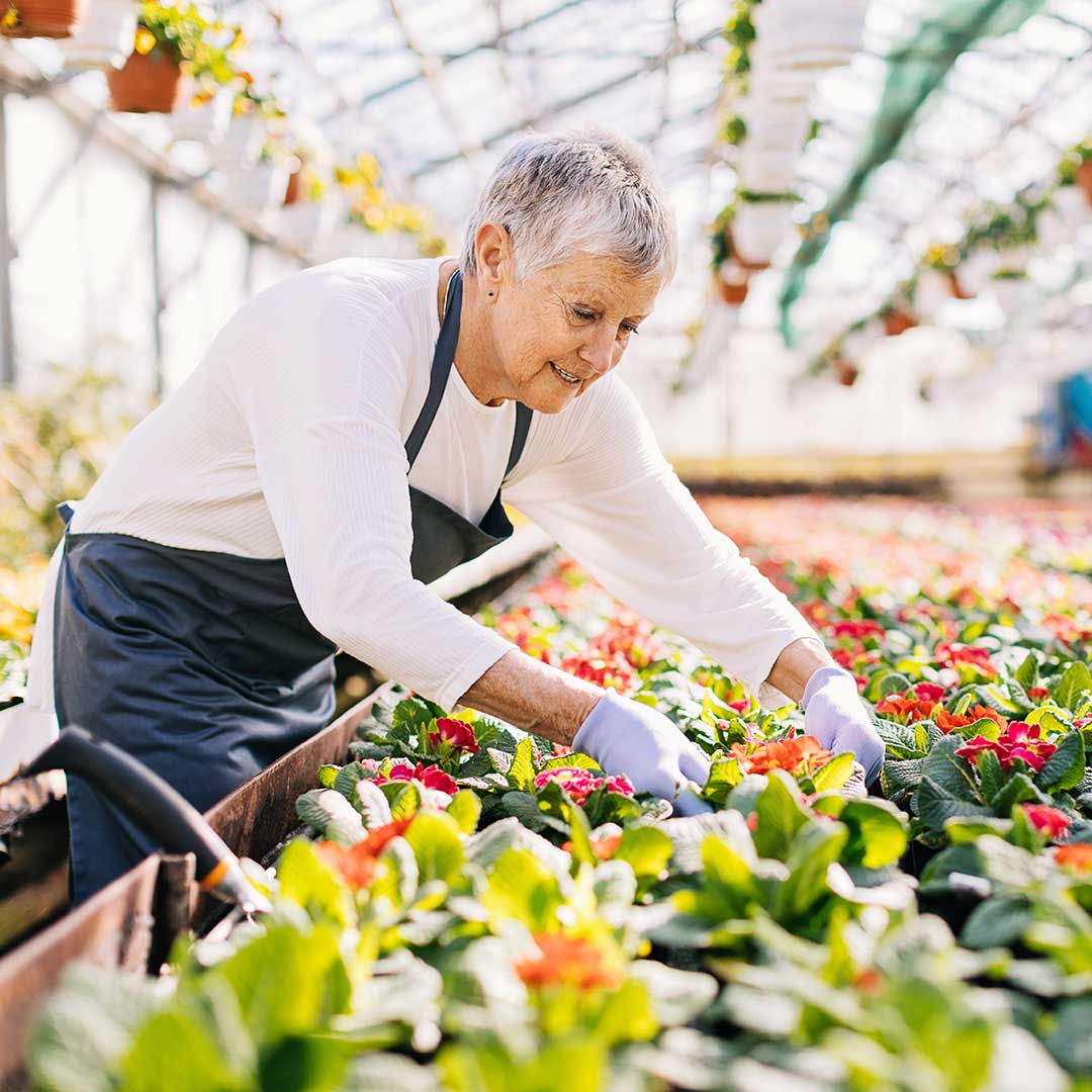 Eine Seniorin arbeitet in einem Gewächshaus voller Blumen